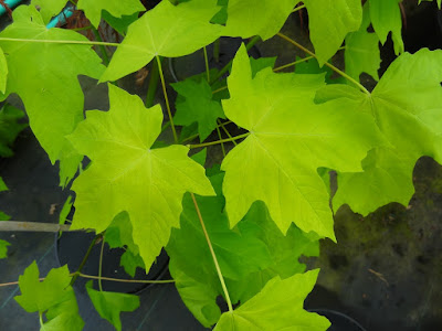 Rake And Spade April 2014