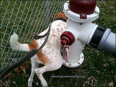 My Dog Valentino Marks a Fire Hydrant with his Scent Message