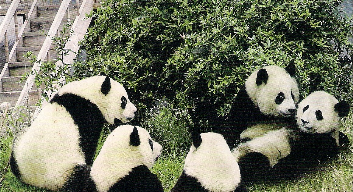 The Postal Picture Panda Gathering