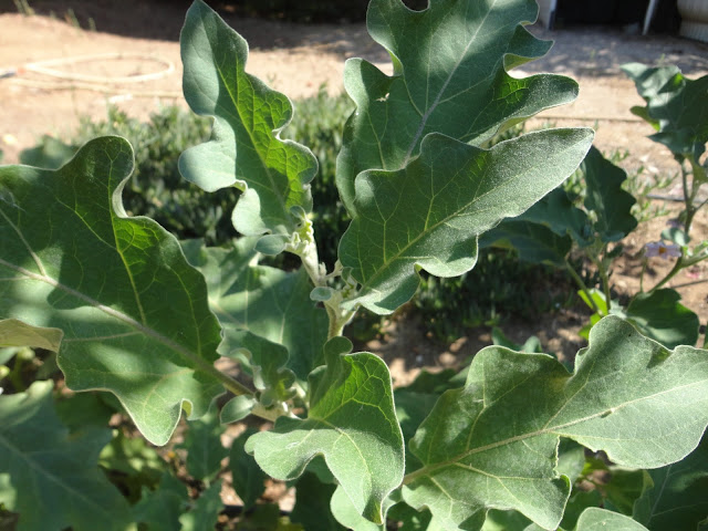 MATA DE BERENJENA EN LA HUERTA DE VERANO.