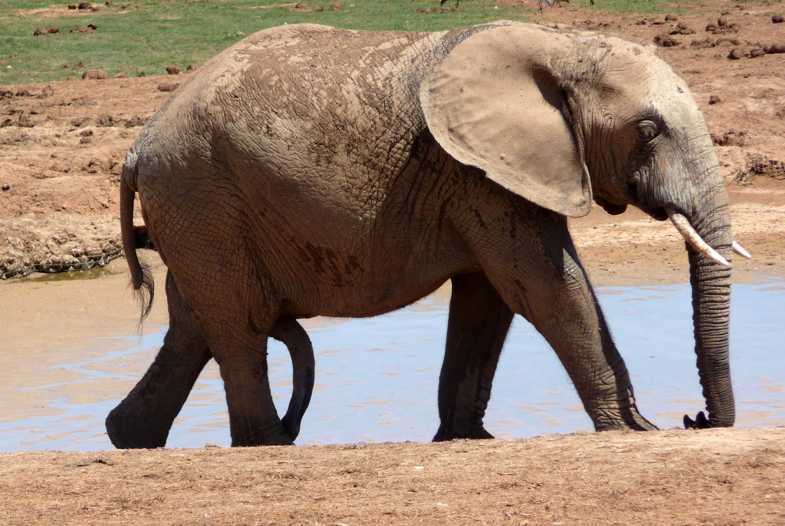Jim And Connie in South Africa Addo National Elephant Park