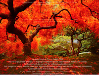 Autumn Maple5