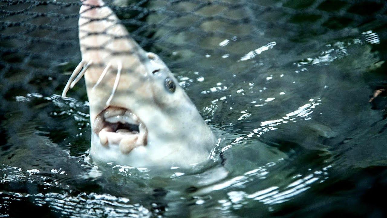 What Fish Does Beluga Caviar Come From Fish Choices