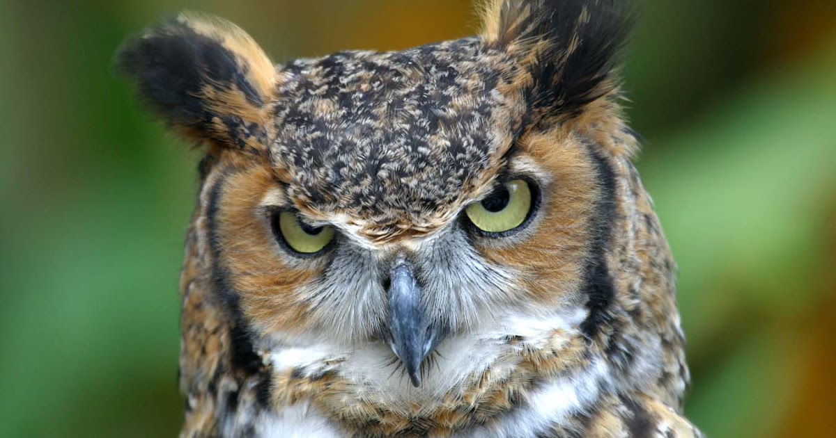Birds Guide: Owl