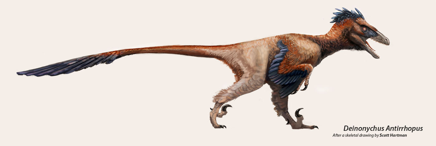 The Terrible Claw: Facts About Deinonychus