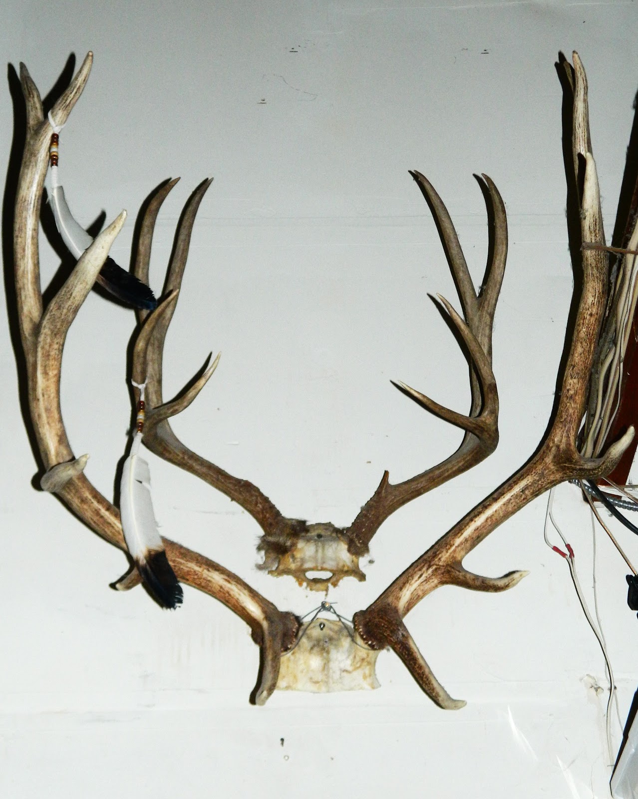 The Elk Horns Valuable Objects