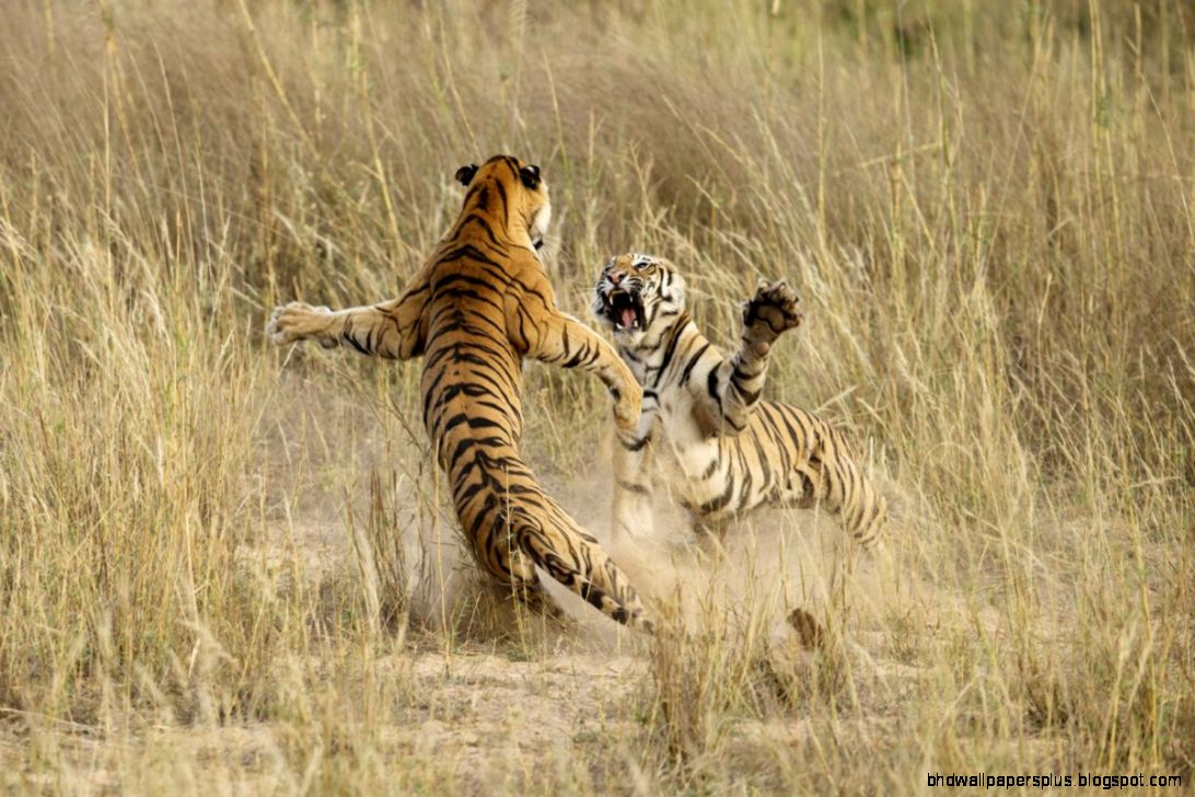 Annual National Geographic Photo Contest 2014 Business Insider Annual National Geographic Photo Contest 2014 Business Insider