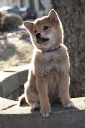 Hachiko!!!