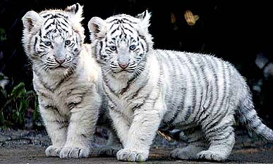 **Rare Animals**