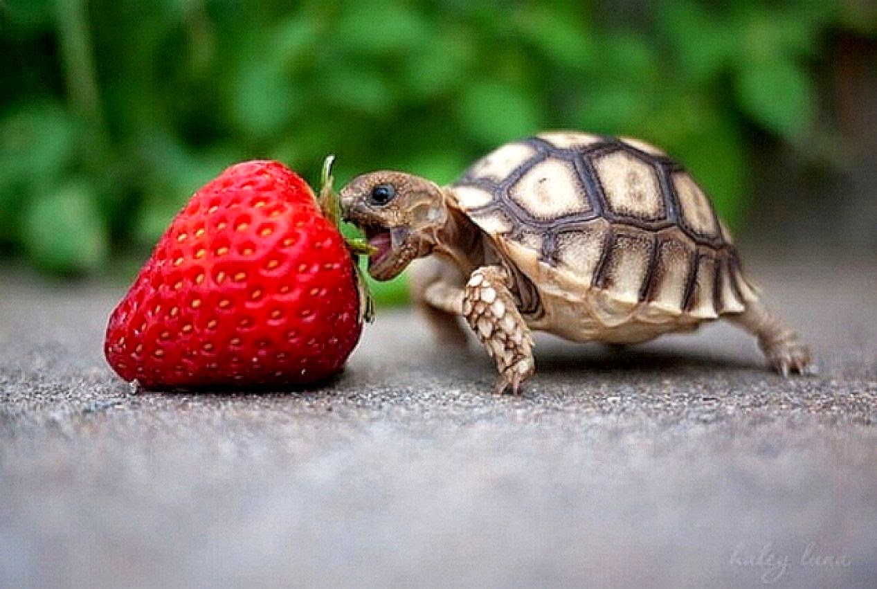 Backgrounds For gt Baby Turtle Wallpaper Hd Backgrounds For gt Baby Turtle Wallpaper Hd