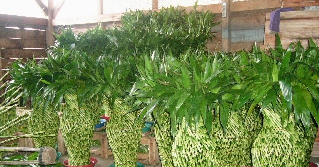 Ini Cara Merawat Bambu Rejeki Semua Tentang Tanaman Dan Tabulampot