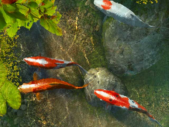 asian coy fish