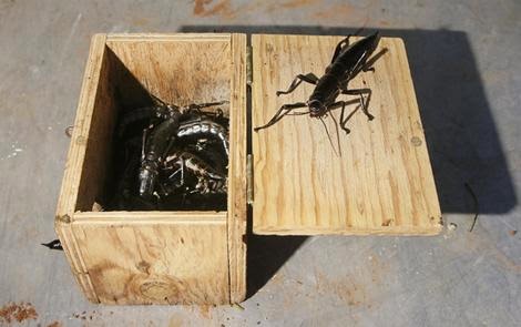 Amazing Animals Pictures: Officially "The rarest insect in ...