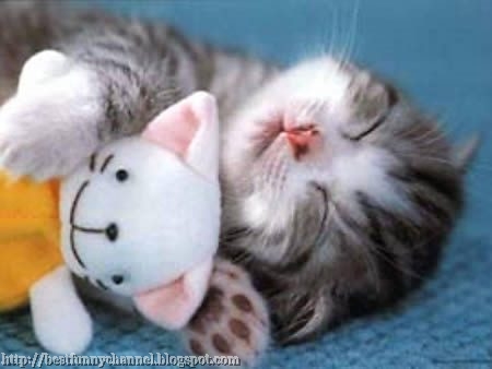 Kitty sleeping with toy