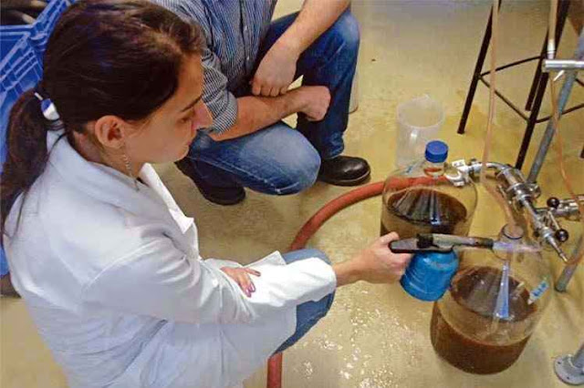 Raquel Aizemberg testa a cana-de-açúcar como adjunto do malte: o uso da planta dá à cerveja uma cor que agradou aos consumidores