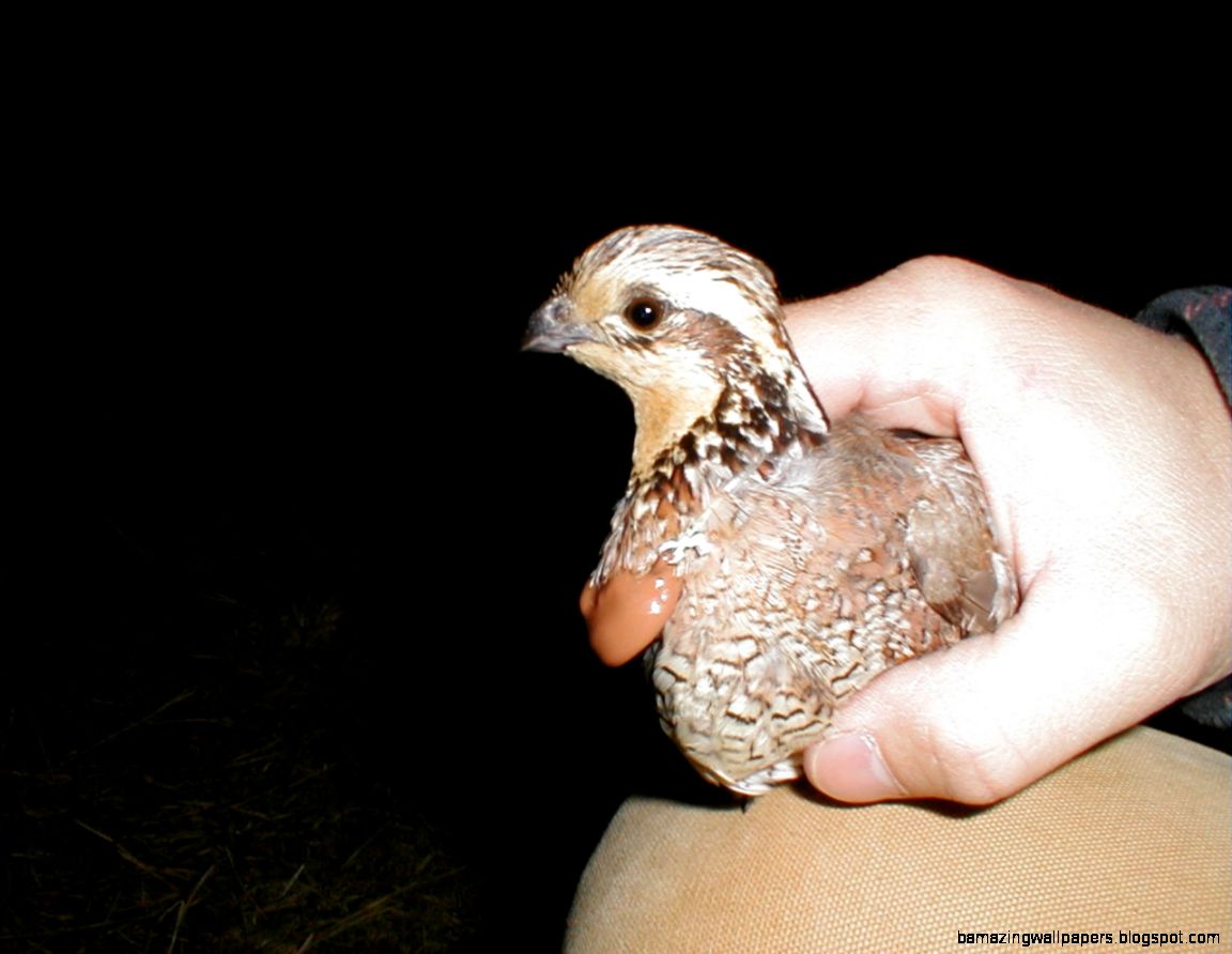 BOBWHITES AND UPLAND WILDLIFE BOBWHITES AND UPLAND WILDLIFE