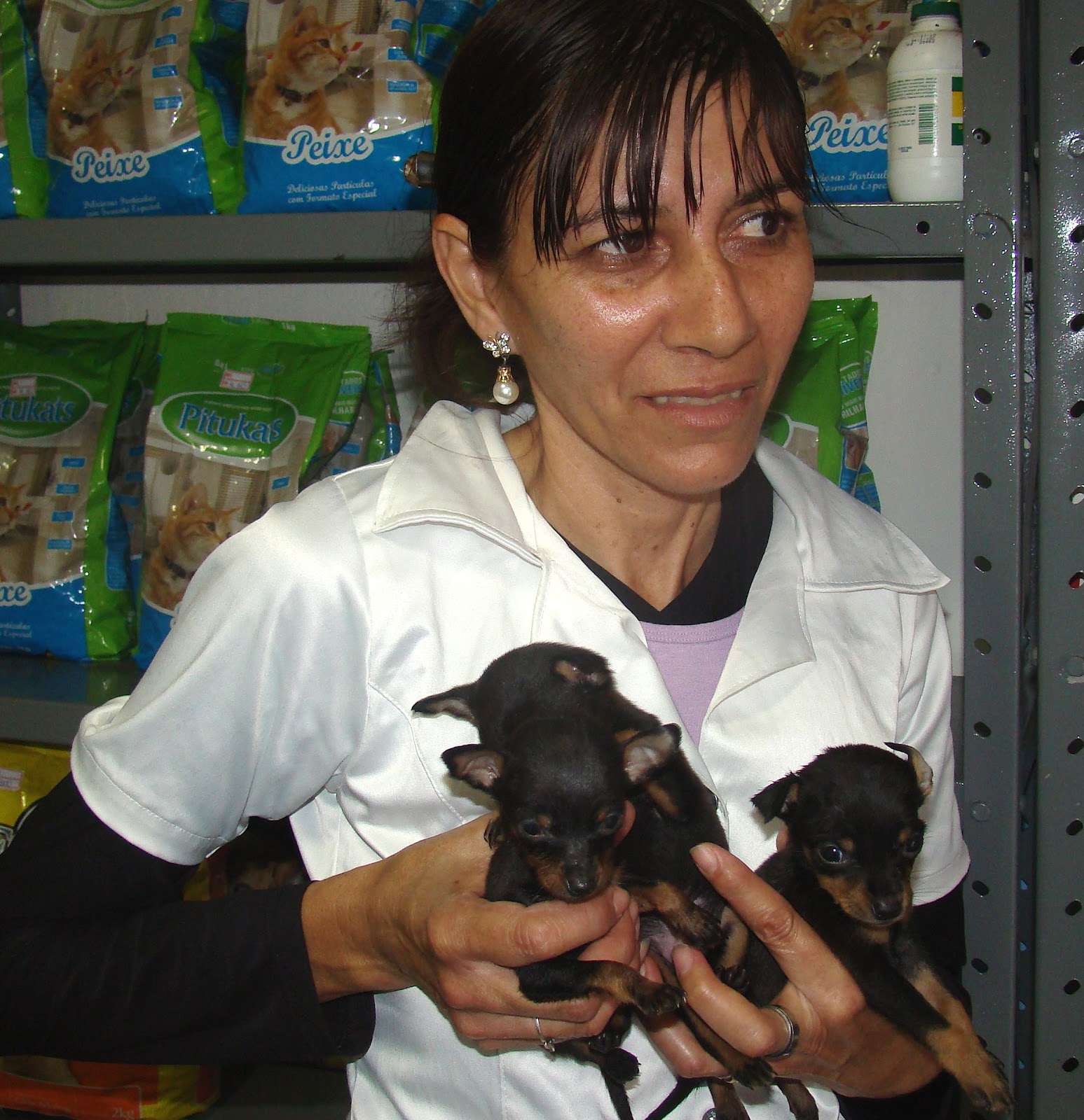 Venda de Filhotes Pinscher O Rural 22