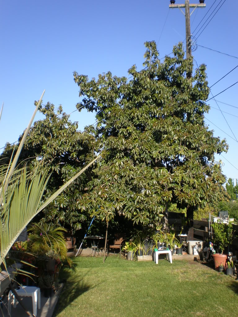 Bacon Dippers Gallery Bacon Avocado Tree