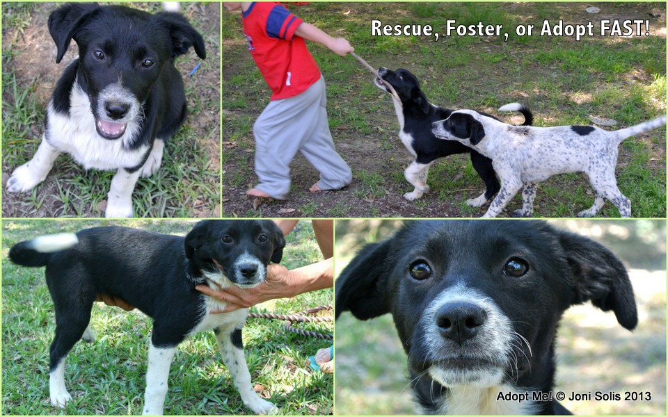 border collies ivermectin border collies ivermectin