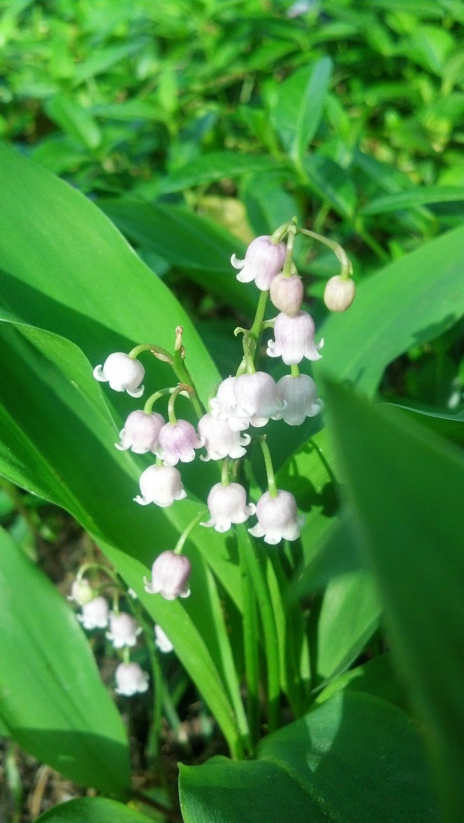 CottageInTheCourt Lily of the Valley You Can Grow That