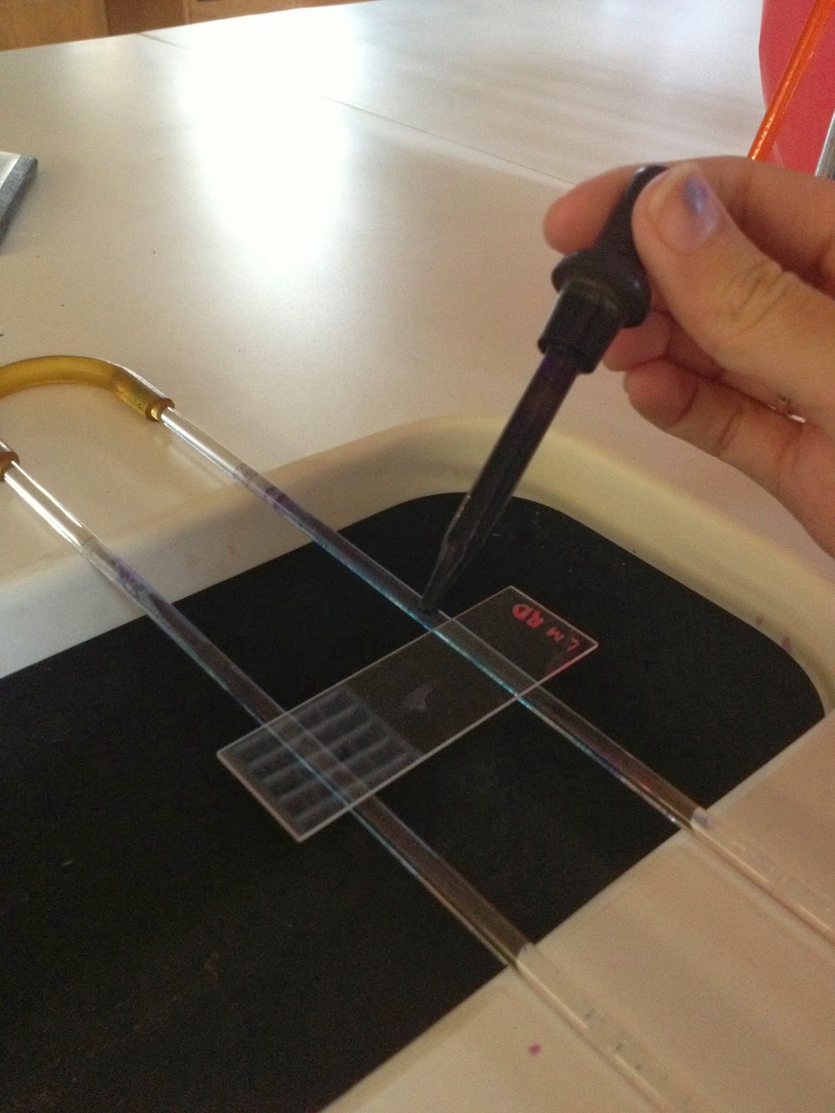 Rose & Lindsey's Medical Microbiology Blog Preparing a Gram Stain
