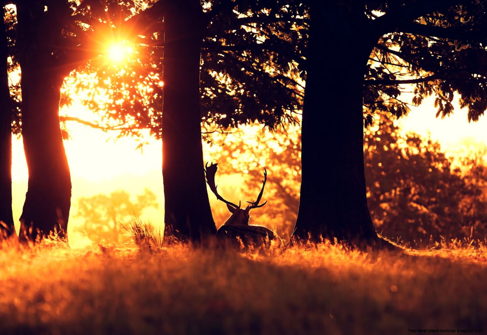 Forest Animals Deer Forest Animals Deer