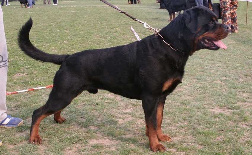 chien de garde calme - chien de garde chien de garde calme - chien de garde