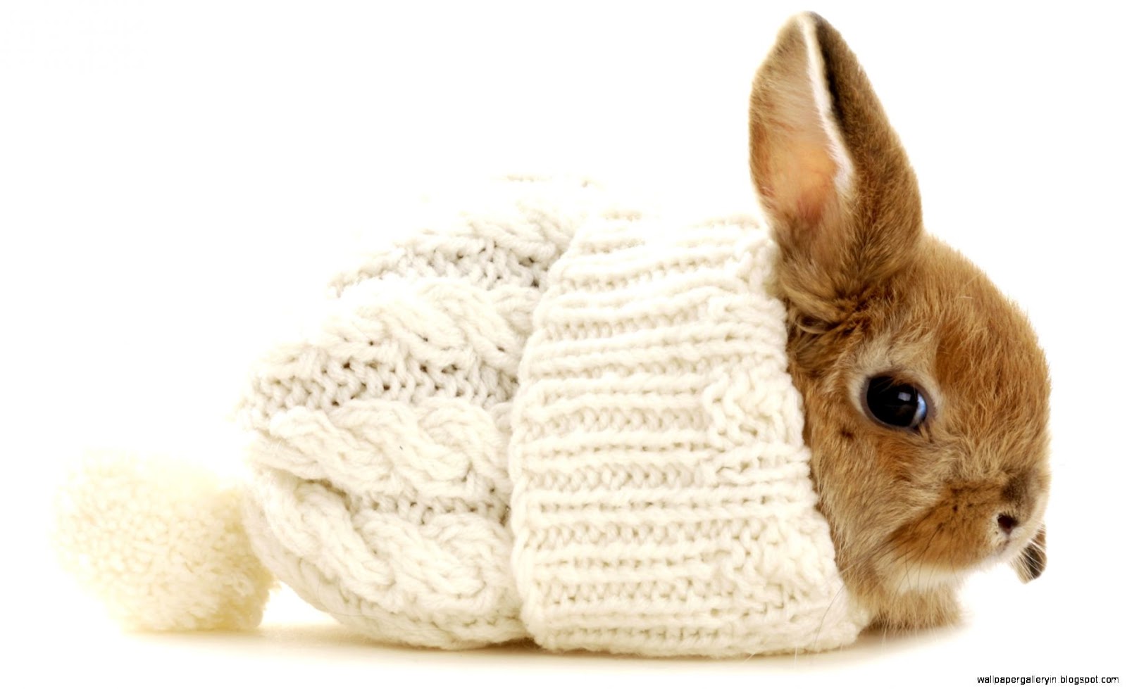 Bunny Rabbit Bunny Rabbit