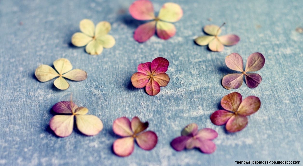 A Circle Of Nine Hydrangea Paniculata Petals Vintage Hd Wallpaper A Circle Of Nine Hydrangea Paniculata Petals Vintage Hd Wallpaper