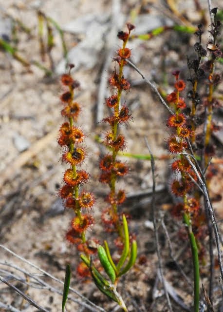 Sundew, Drosera platypoda 515