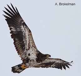 Bald Eagle (juvenile)