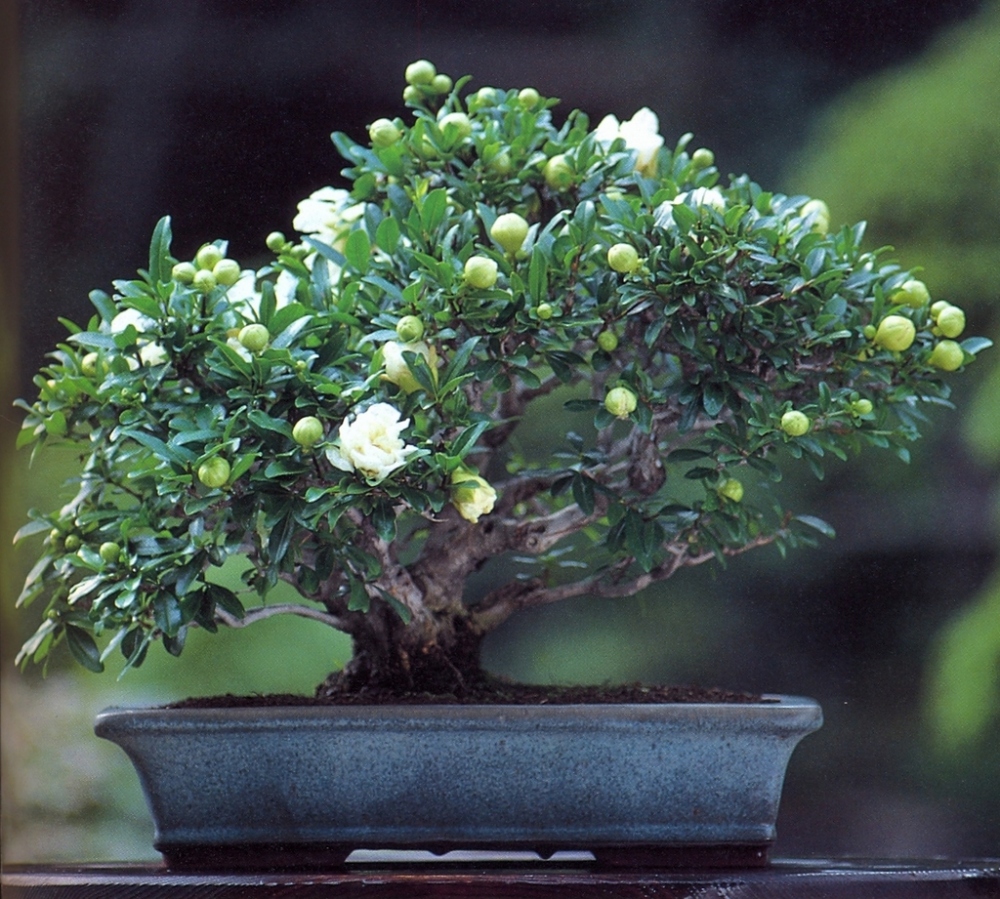 Te Yang Bonsai Grandes Mestres Kyuzo Murata Omiya Japo Te Yang Bonsai Grandes Mestres Kyuzo Murata Omiya Japo