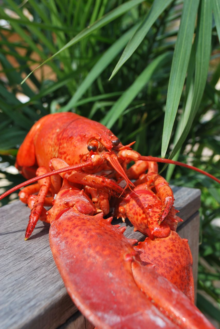 Scrumpdillyicious Lobster Salad with Lemon Dill Cream Mayonnaise