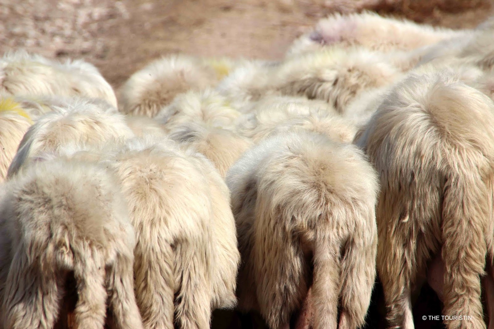 THE TOURISTIN Now is a great time to visit Corsica here is why