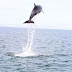 [ΚΟΣΜΟΣ]ΕΝΤΥΠΩΣΙΑΚΟ ΘΕΑΜΑ! Δελφίνι κάνει άλμα 4,5 μέτρων έξω από τη θάλασσα (ΦΩΤΟ)