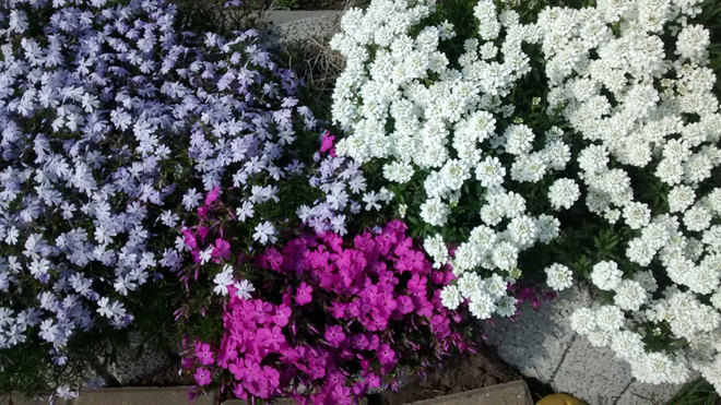 [Image: vuon-hoa-o-duc-12.jpg]