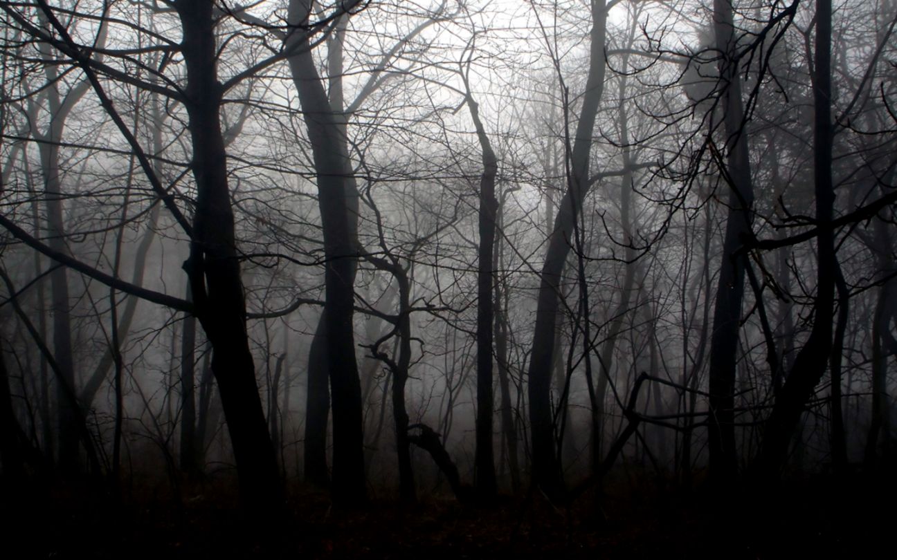 Dark Forest Background wallpaper Dark Forest Background wallpaper