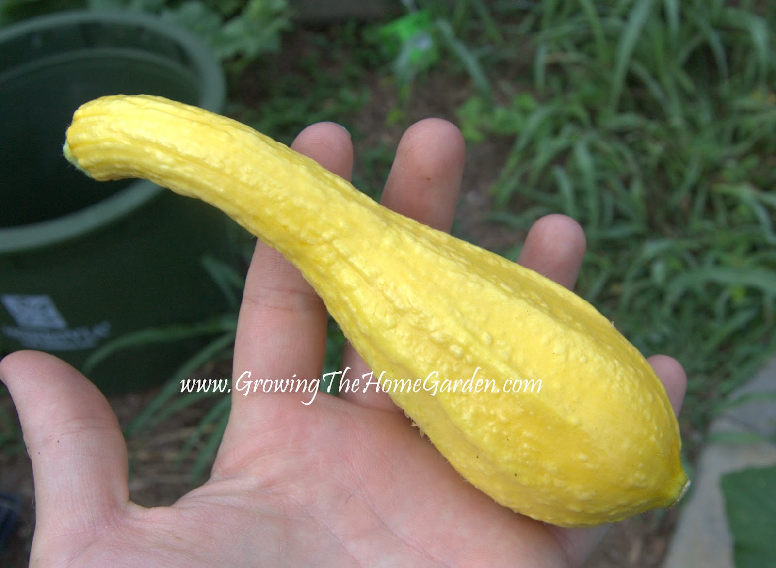 Growing Summer Squash