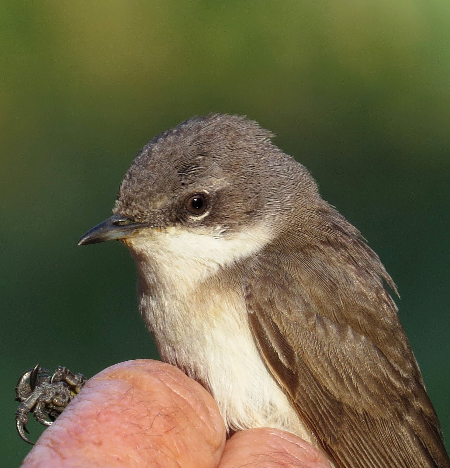 Lesser Whitethroat