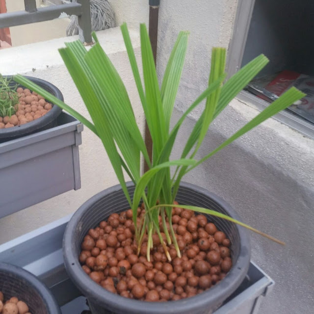 Affnan's Aquaponics Dayak Onion