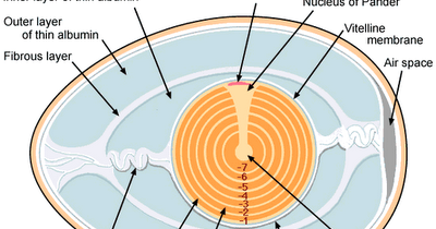 Biology Group ملخص اسئلة تجارب العملي معدل