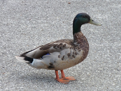 mongrel mallard drake