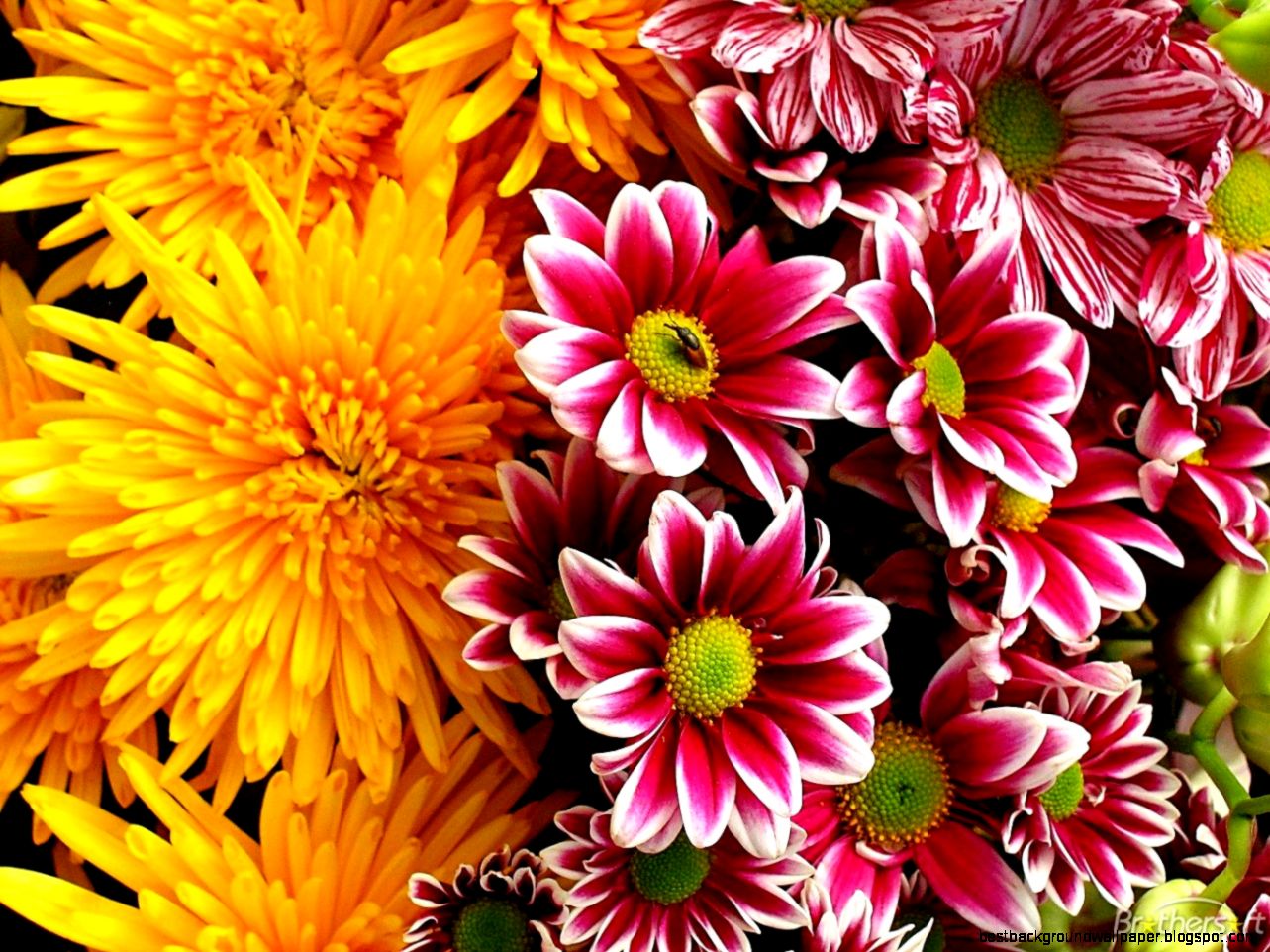 Download Free PlayColors Flowers Screensaver PlayColors Flowers Download Free PlayColors Flowers Screensaver PlayColors Flowers