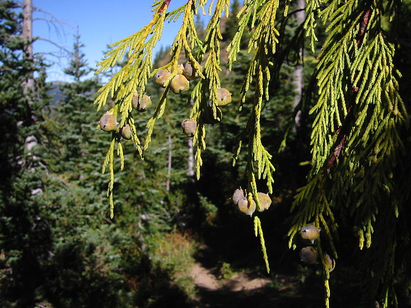 CarbonBased Yellowcedar are dying in Alaska