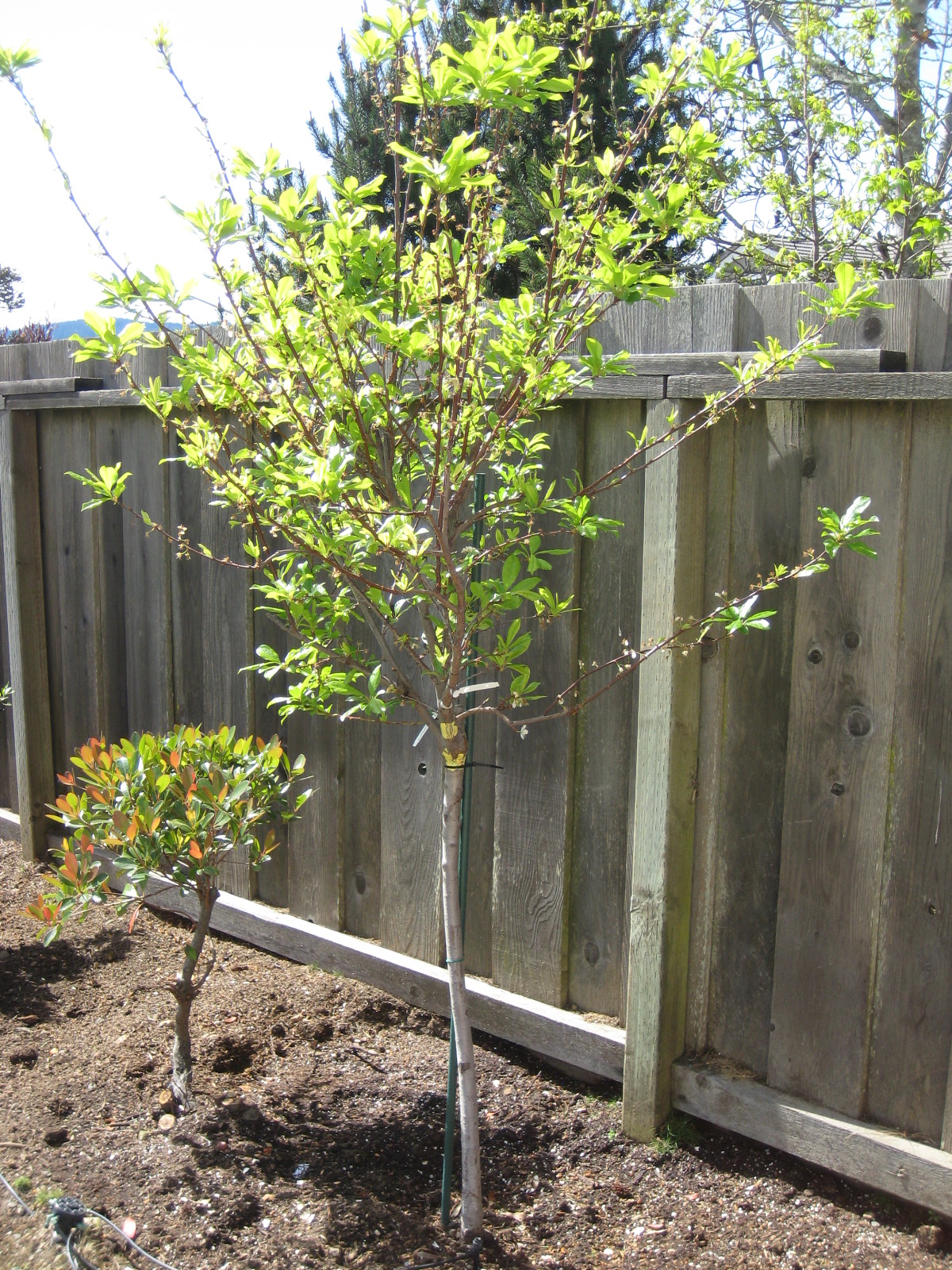 Assorted Fruit Trees (3 gallon Assorted Varieties plum and apple