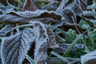 Frost