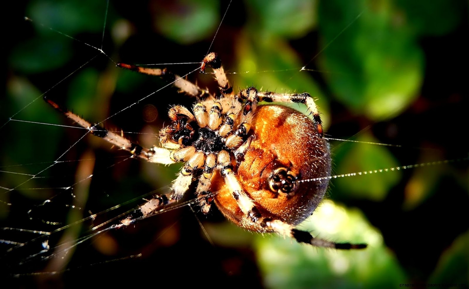 Animal Wolf Spider Animal Wolf Spider