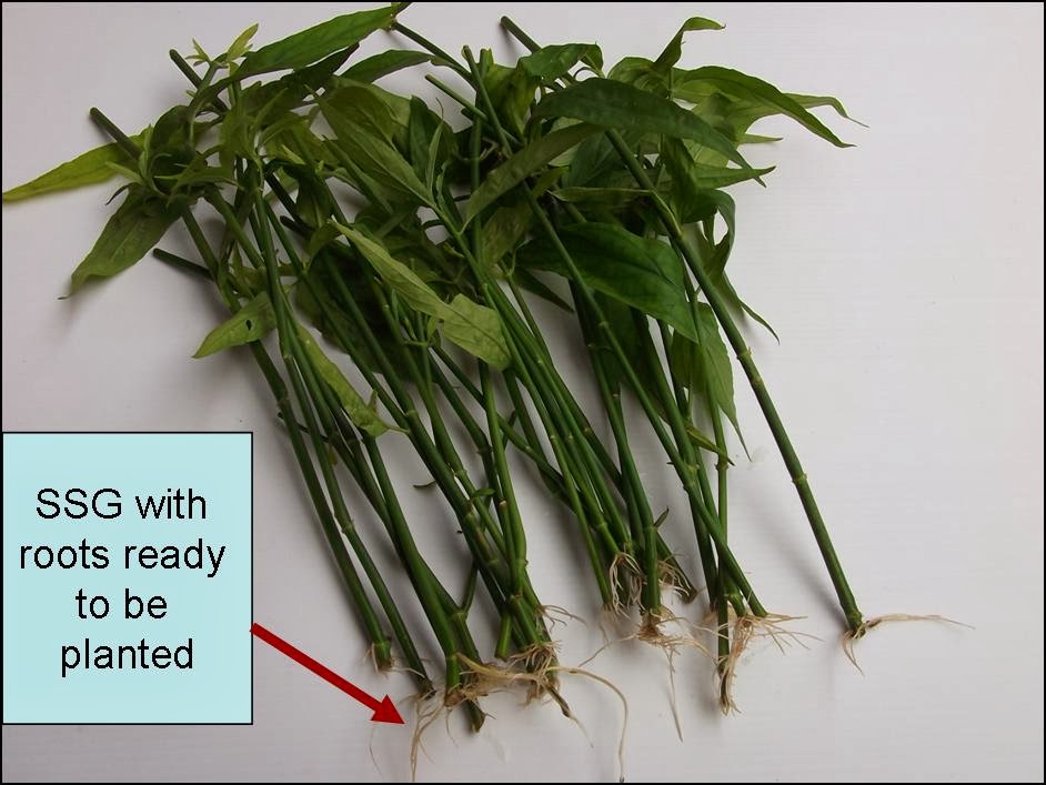 Sabah Snake Grass Dealer Singapore Where to Buy Sabah Snake Grass in