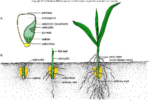 Monocot And Dicot Seeds Baby Plant Project