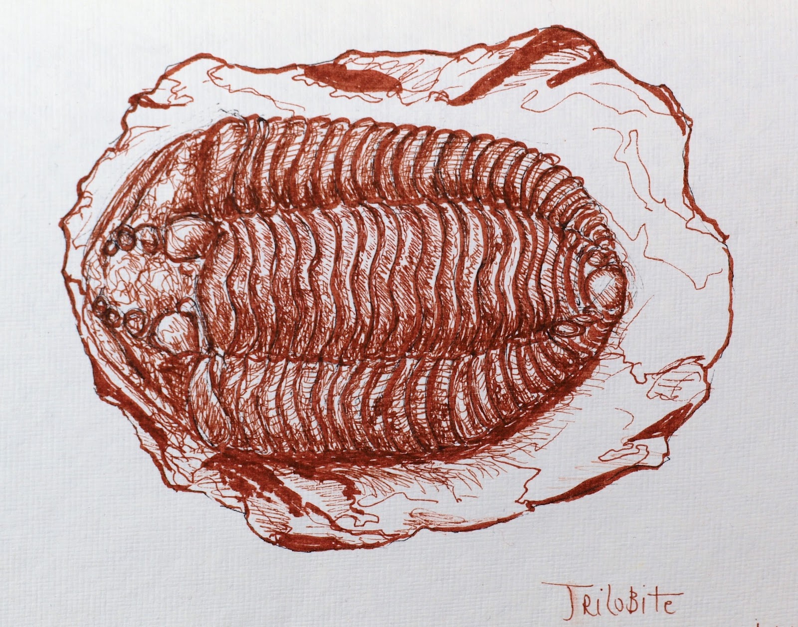Simple Fossil Drawing Sketch for Kids